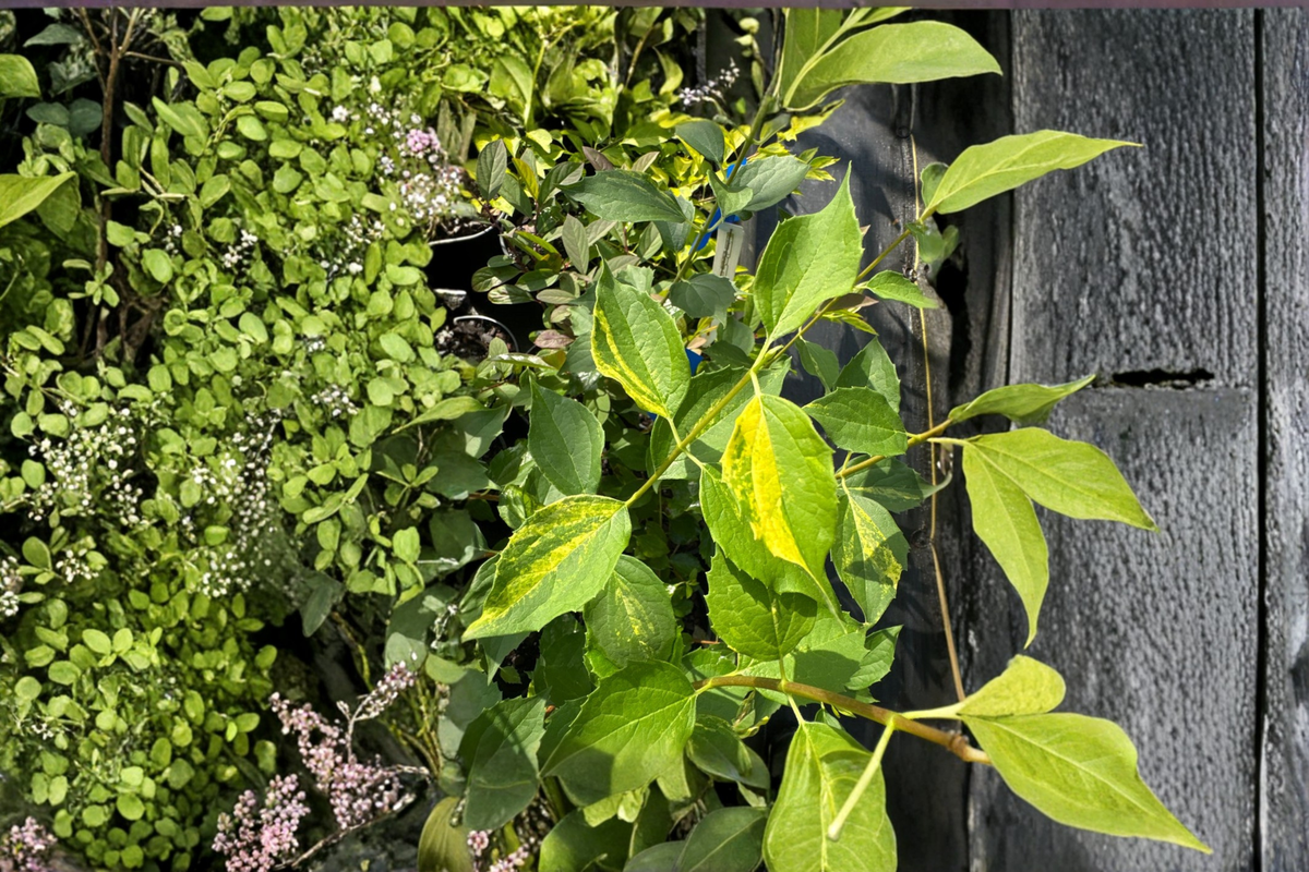 Variegated Mock Orange 'Innocence' Live Plant 1 Gallon Philadelphus × virginalis White Flowers Shrub