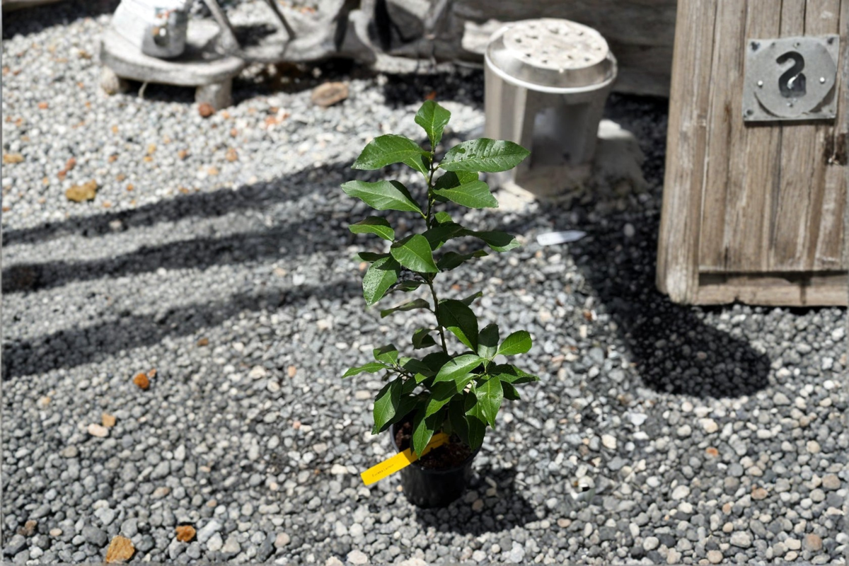 Persian Lime Tree Starter Cutting - Citrus × latifolia - Live Plant for Container Gardening & Patio Decor - Edible Fruit Potential