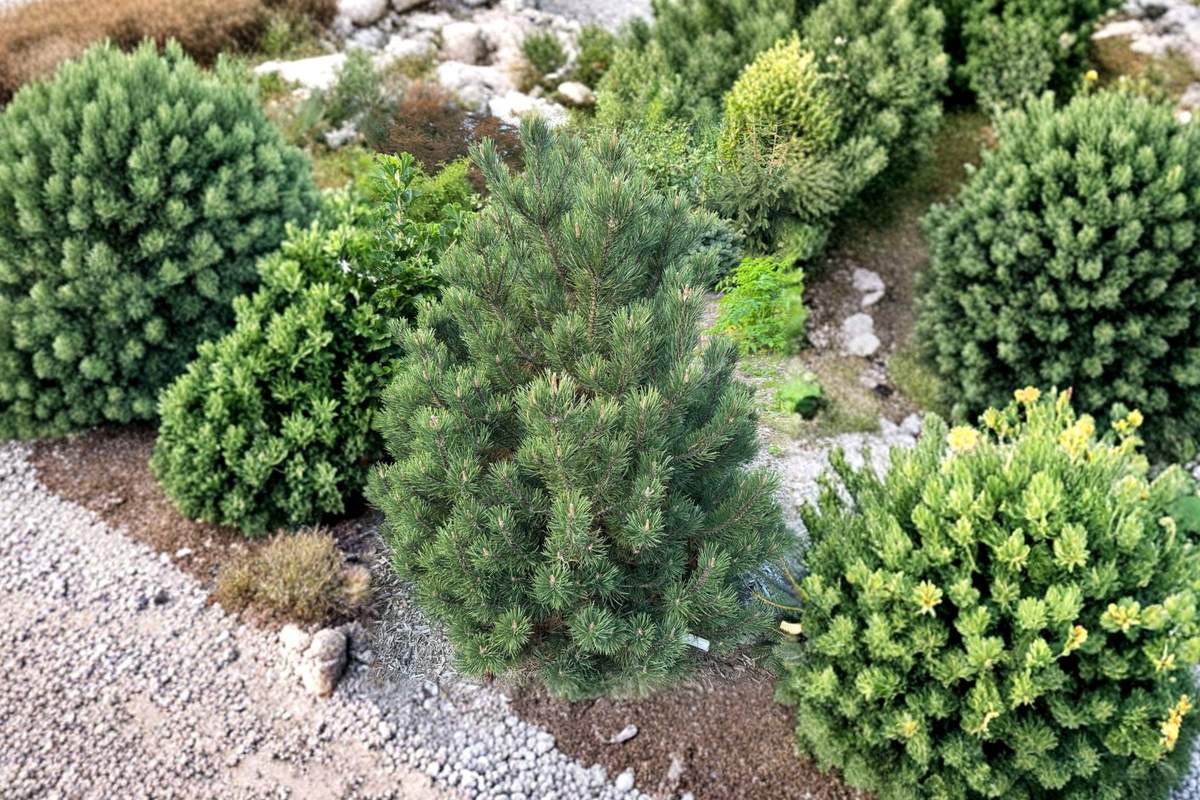 Swiss Mountain Pine Live Plant 1 Gallon Pot 'Silver Candles' Pinus uncinata Compact Evergreen Garden Tree