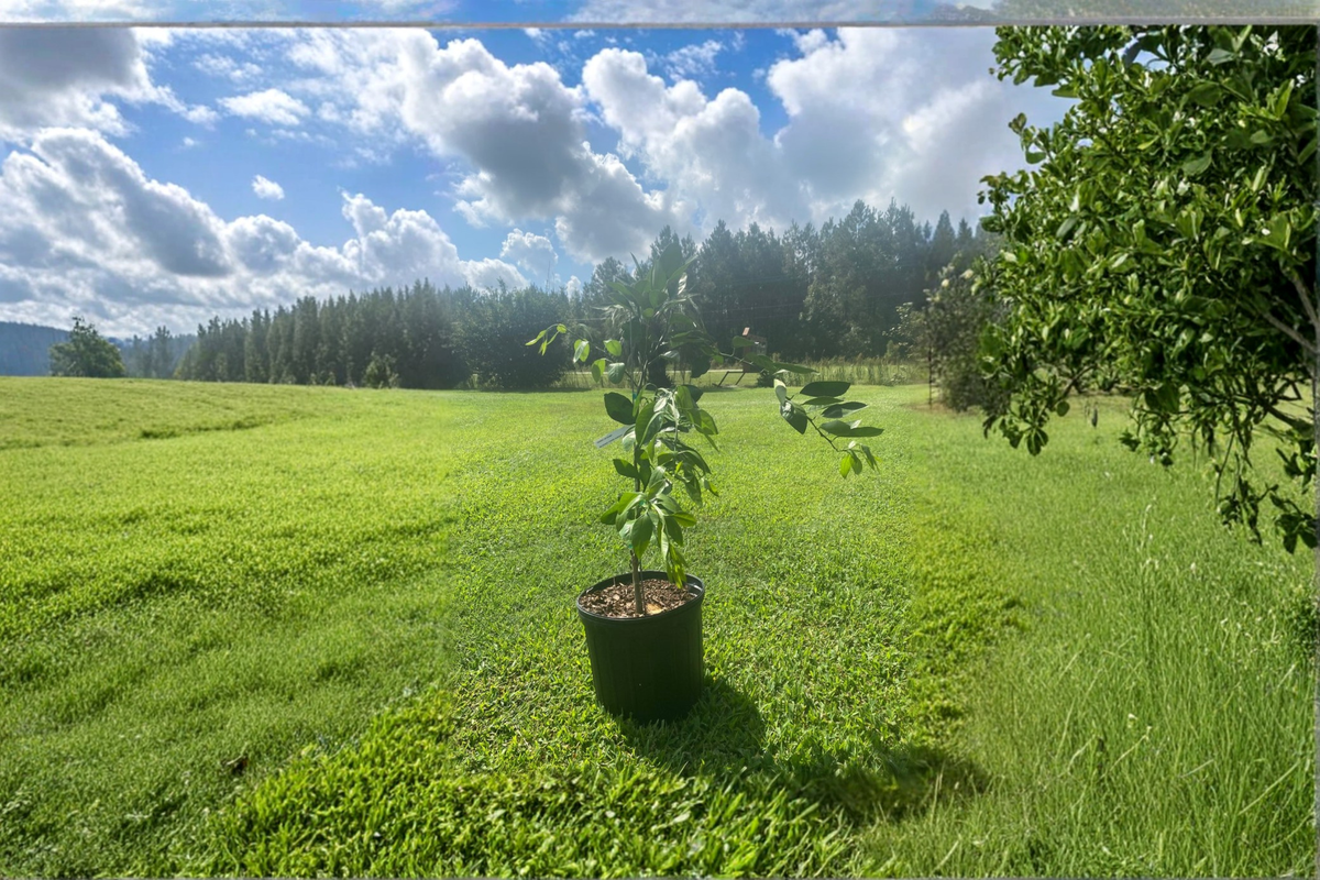 Brown Satsuma Mandarin Tree 3 Gallon Grafted Citrus Plant (Citrus unshiu 'Brown Select') - Easy Peel Orange Fruit for Garden