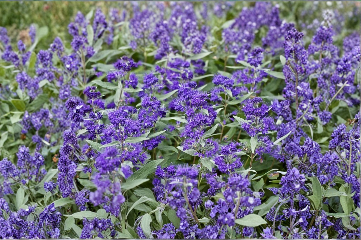 Caryopteris 'Dark Knight' 4” Live Bluebeard Plant - Deep Blue Flowers, Pollinator Friendly, Easy Care Shrub for Garden