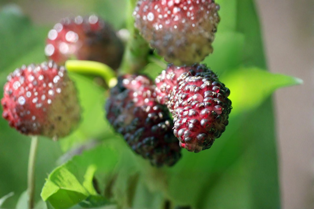 Persian Dwarf Everbearing Mulberry Tree Live Plant 1 Gallon Pot - Morus nigra - Compact Container Friendly Edible Fruit Tree