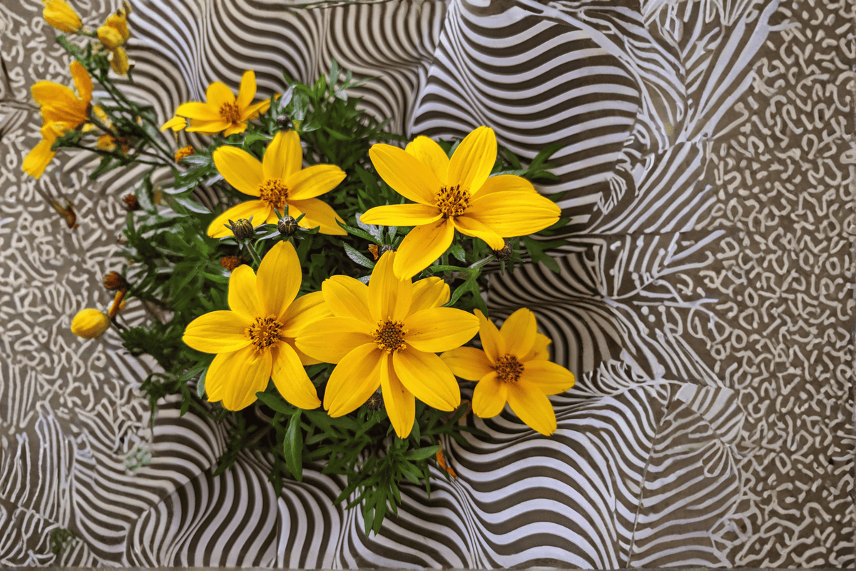 Live Plant - 4-Inch Pot - Smile Yellow Beggarticks - Bidens ‘Smile Yellow’ - Ornamental Flowering Plant for Garden and Containers