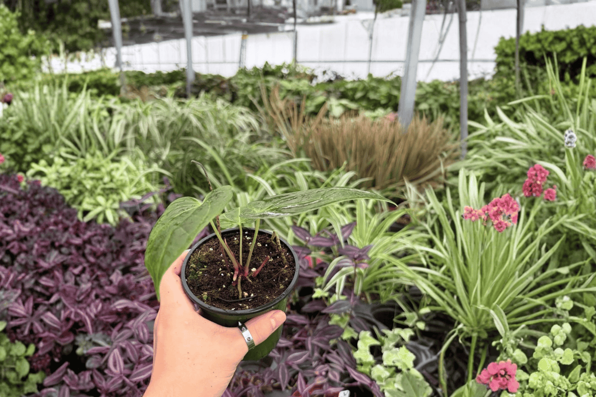 Anthurium Live Plants - 4-Inch Pots - Fort Sherman x Goliath Hybrid - Anthurium Hybrid