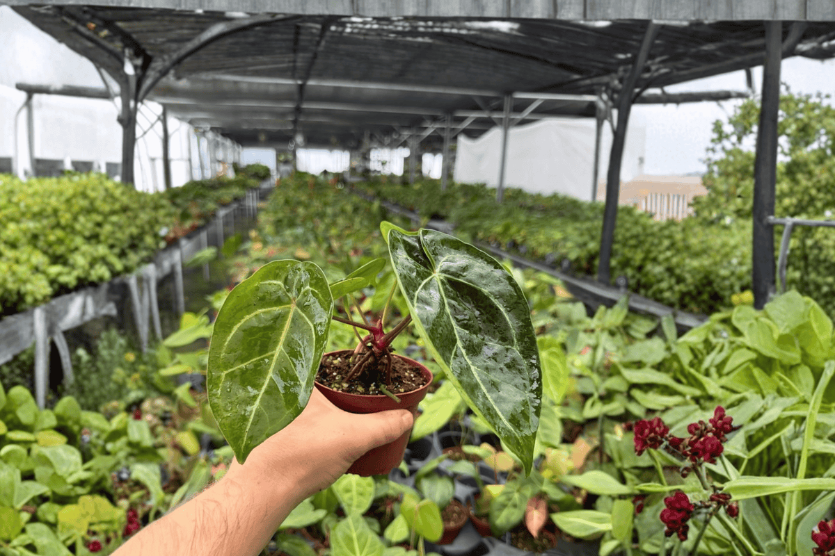 Anthurium Plants - 4” Live Tropical Ornamental Hybrid - Anthurium Crystal × Papi Golden - Set of 2 Exact Plants