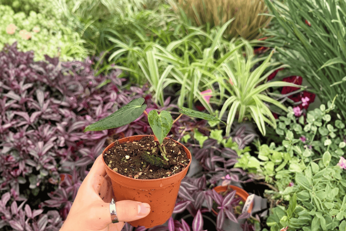 2 Live Anthurium FS x Blue Papi Plants, 4" Pot, Tropical Foliage Hybrid, Anthurium hybrid (Fort Sherman x Blue Papi)