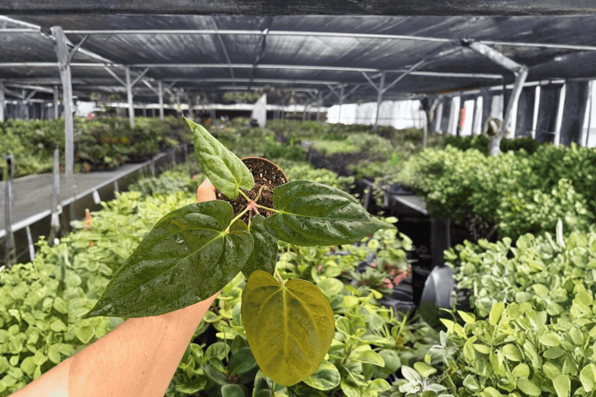Anthurium Plants - 4-Inch Pots - Goliath x Darkest Panama Hybrid - Live Tropical Ornamental Aroid - 2 Exact Plants
