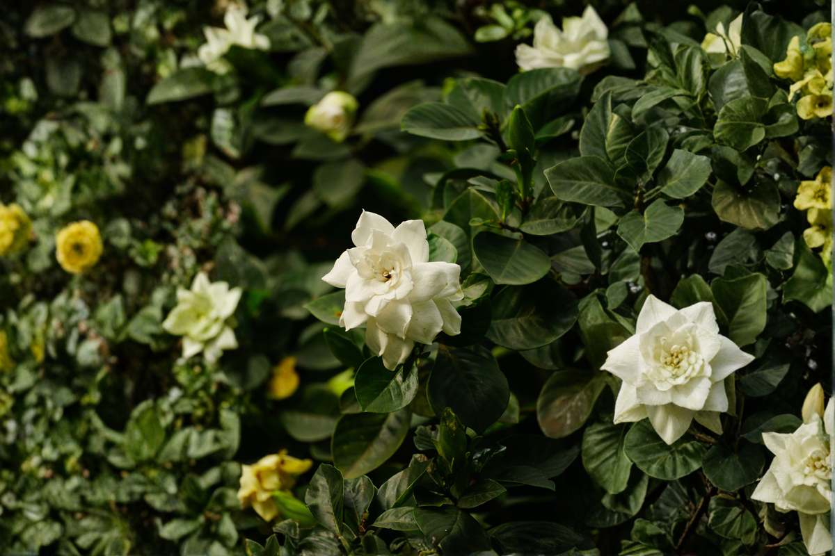 Mini Gardenia Tree 6-Inch Pot Fragrant White Blooms Gardenia jasminoides
