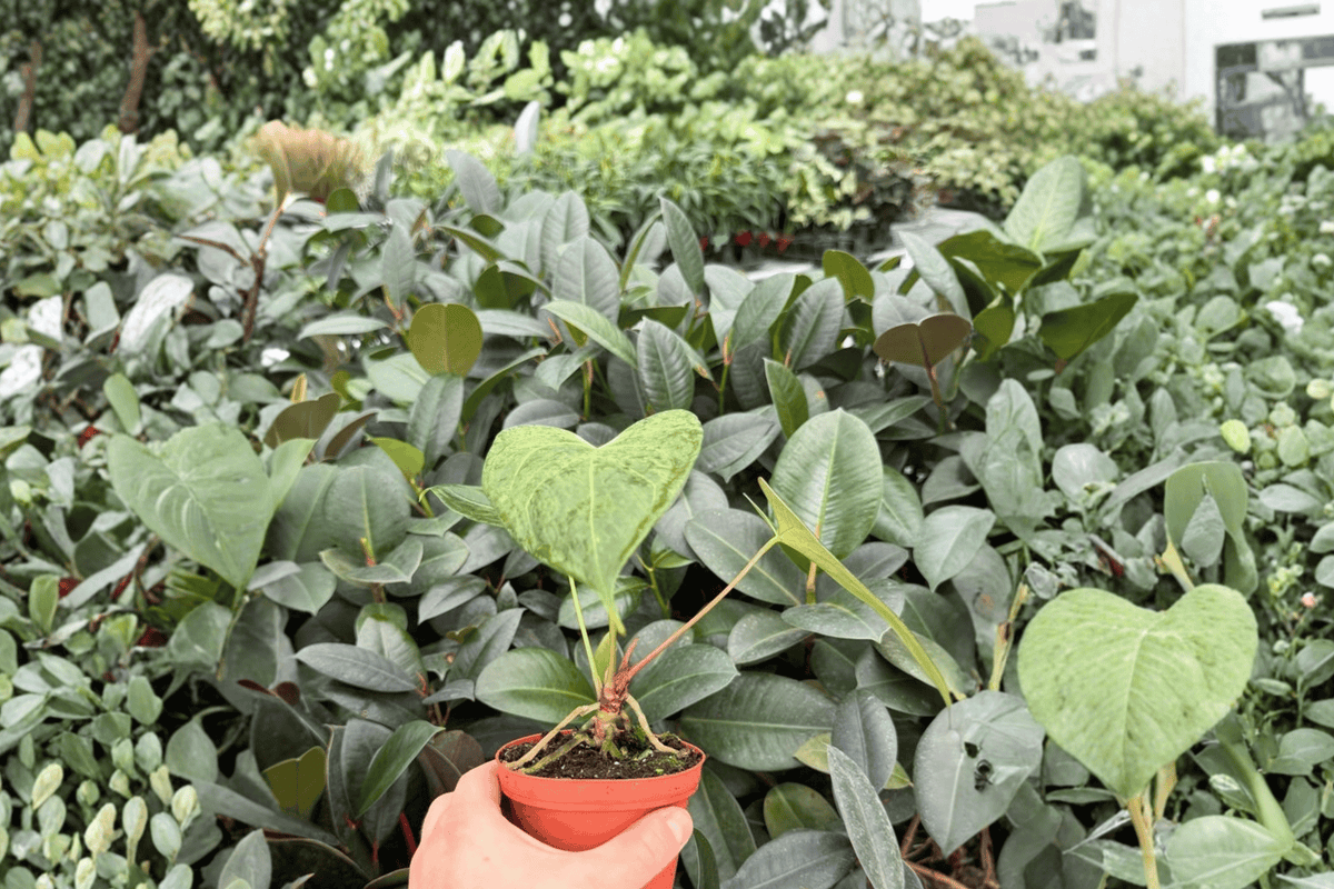 Anthurium Xone × Dressleri Live Plants - 4" Tropical Ornamental Foliage - Anthurium Hybrid (Xone × Anthurium dressleri) - Set of 2