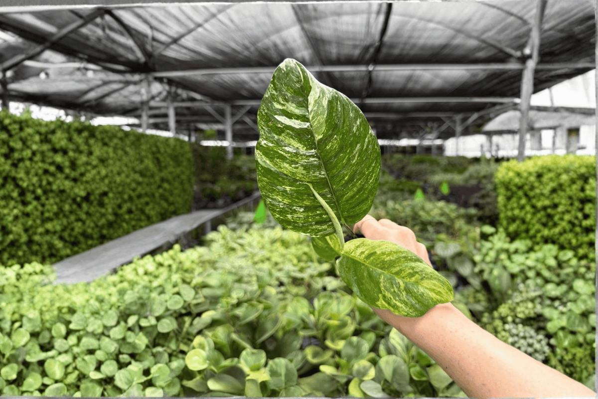 2 Live Variegated Rhaphidophora puberula Starter Plants – Tropical Climbing Aroid in Growing Plugs – Exact Plants Pictured