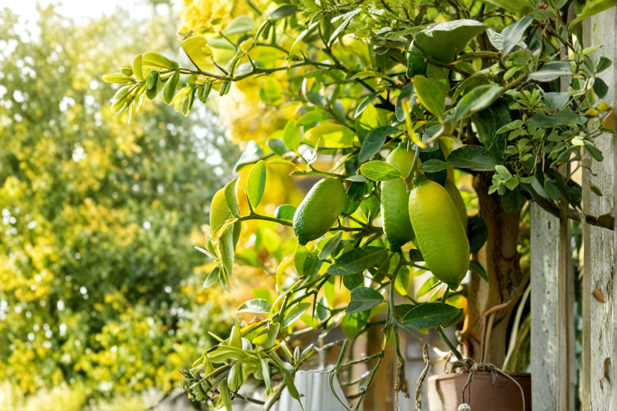 Giant Finger Lime Tree Live Plant, Citrus Australasica, Rare Gourmet Finger Lime Fruit, Container Friendly Citrus Tree