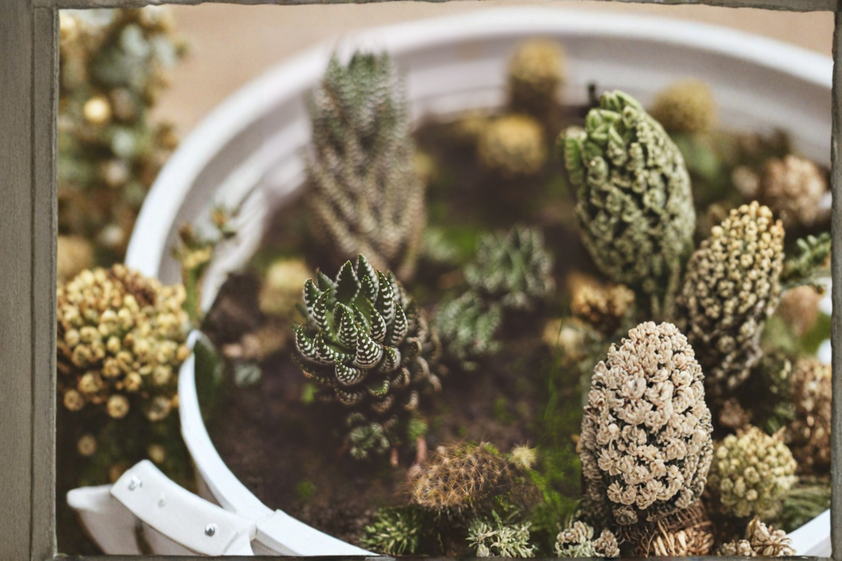 Live Haworthia Coarctata Succulent Plant - 2 Inch Planter Pot - Textured Green Leaves with White Markings - Easy Care Succulent