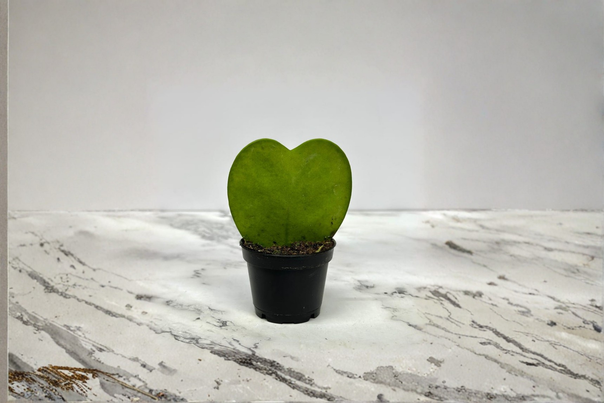 Hoya Kerrii Live Plant in 2 Inch Pot - Heart Shaped Houseplant for Indoor Décor - Hoya kerrii Starter Plant Gift