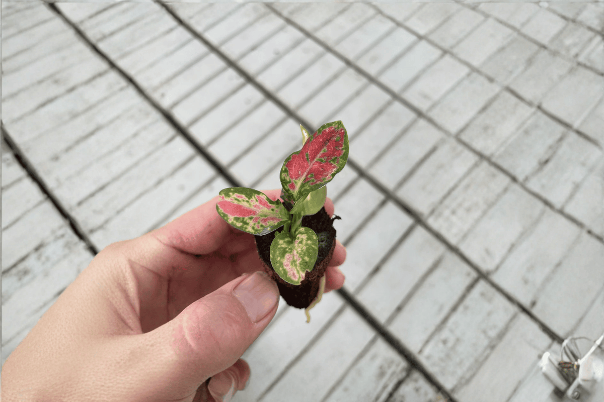 2 Aglaonema Black Maroon Starter Plants - Aglaonema Hybrid Bare Root - Tropical Foliage Houseplant for Indoor Container Gardens