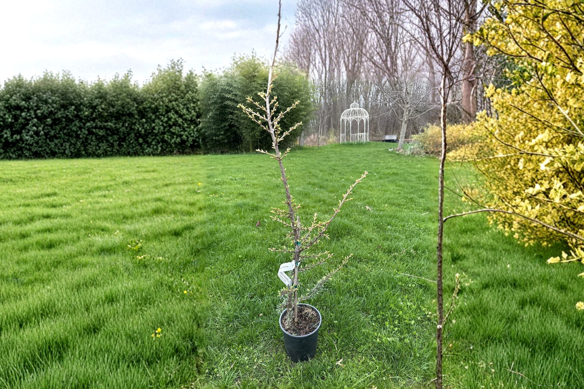 Granny Louise Atlas Cedar Live Plant 1 Gallon Pot - Cedrus atlantica Weeping Evergreen Conifer for Garden Landscape