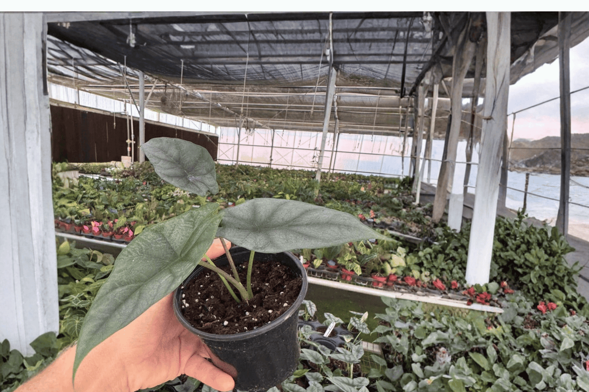Alocasia Silver Wings Hybrid Live Plant - 4-Inch - Alocasia scalprum × Silver Dragon - Tropical Aroid - Bare Root