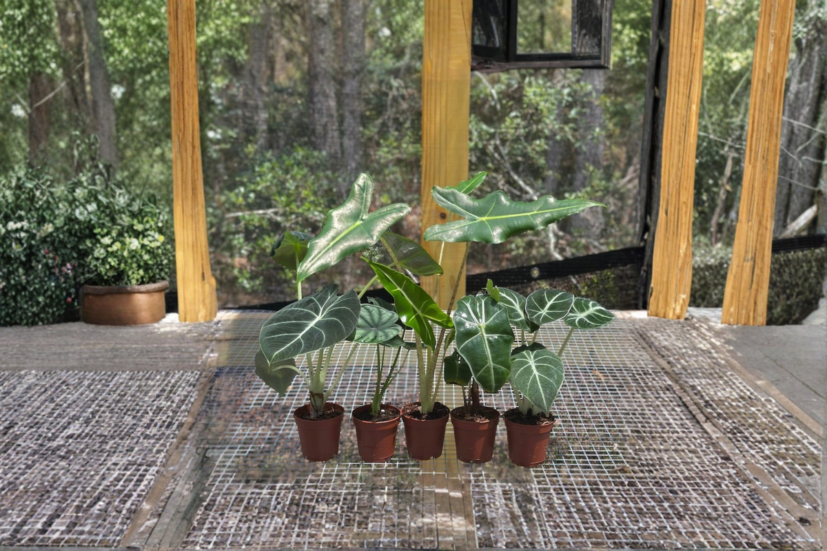 Alocasia Assorted Starter Pack 2 Inch Pots - Frydek, Jacklyn, Polly, Sarian, Cuprea - Alocasia spp. Rooted Plants Collection