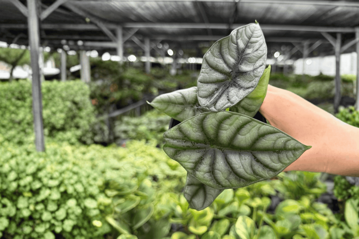 2 Alocasia 'White Dragon' Live Plants in 4-Inch Pots - Hybrid of Silver Dragon × Nebula - Tropical Houseplant - Alocasia