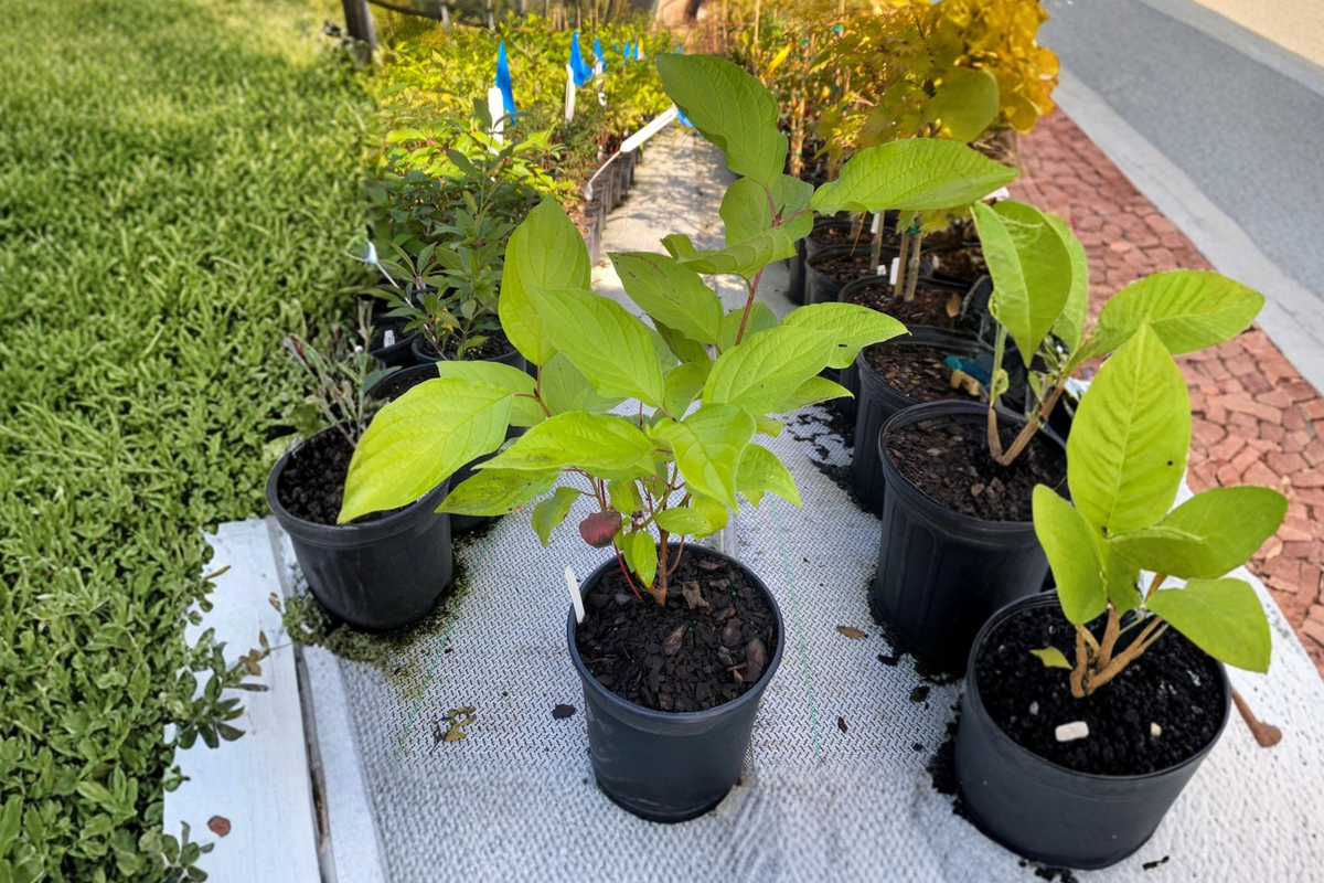 Prairie Fire Dogwood Live Plant 1 Gallon Pot - Red Twig Shrub for Landscape - Cornus alba ‘Prairie Fire’