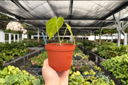 **Anthurium Hybrid Plants Set of 2 - Silver Blush × Silver Mask - 4-Inch Potted Houseplants - Anthurium 'Silver Blush × Silver Mask'**