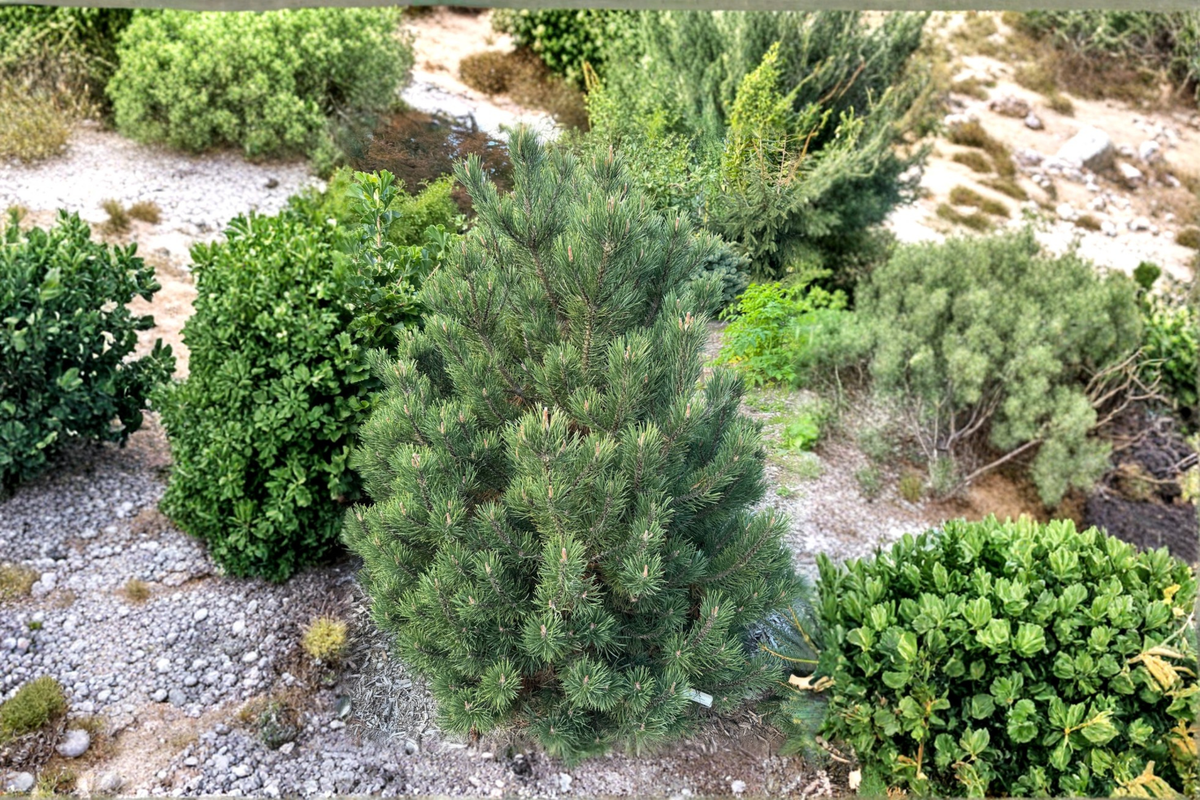 Swiss Mountain Pine Plant 1 Gallon Pot Silver Candles Evergreen Conifer Pinus uncinata