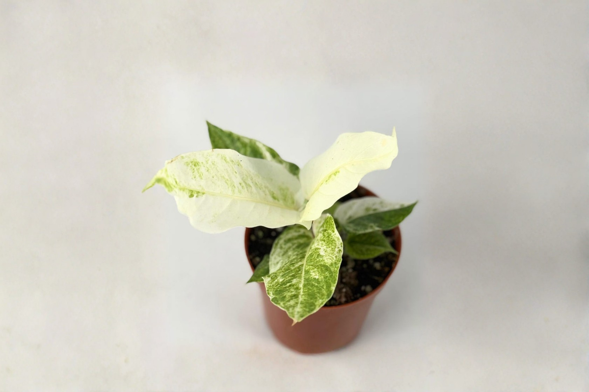 Anthurium Hookeri Variegated Live Plant 4 Inch Pot Tropical Indoor Houseplant Decor - Anthurium hookeri variegata