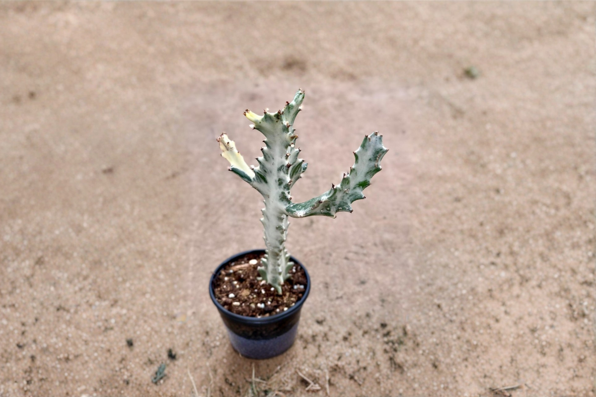 White Ghost Euphorbia Live Plant Starter - Variegated Milk Tree Succulent - Euphorbia lactea - Indoor Houseplant Decor Gift