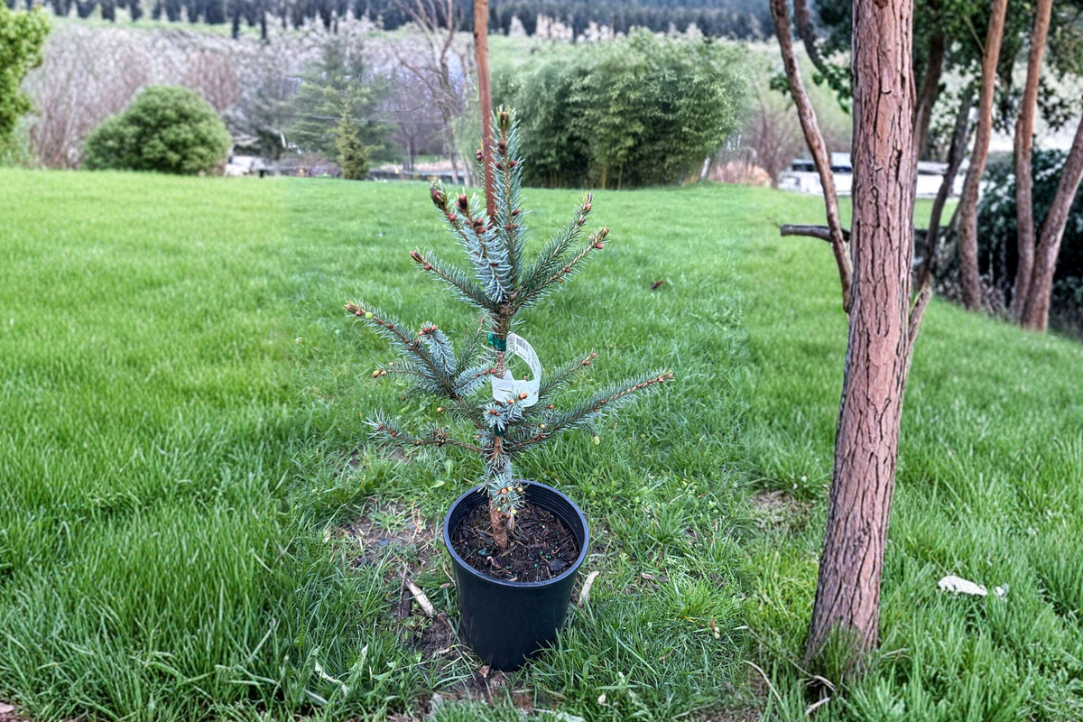 Bruns Serbian Spruce Live Plant 12 Inch 1 Gallon Pot Narrow Evergreen Conifer Picea omorika ‘Bruns’ Cold Hardy Tree