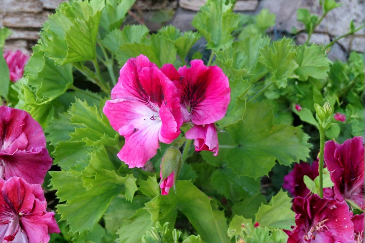 Royal Regal Geranium Live Plant - Pink & White Blooms - Pelargonium × domesticum - Ornamental Flowering Perennial for Containers