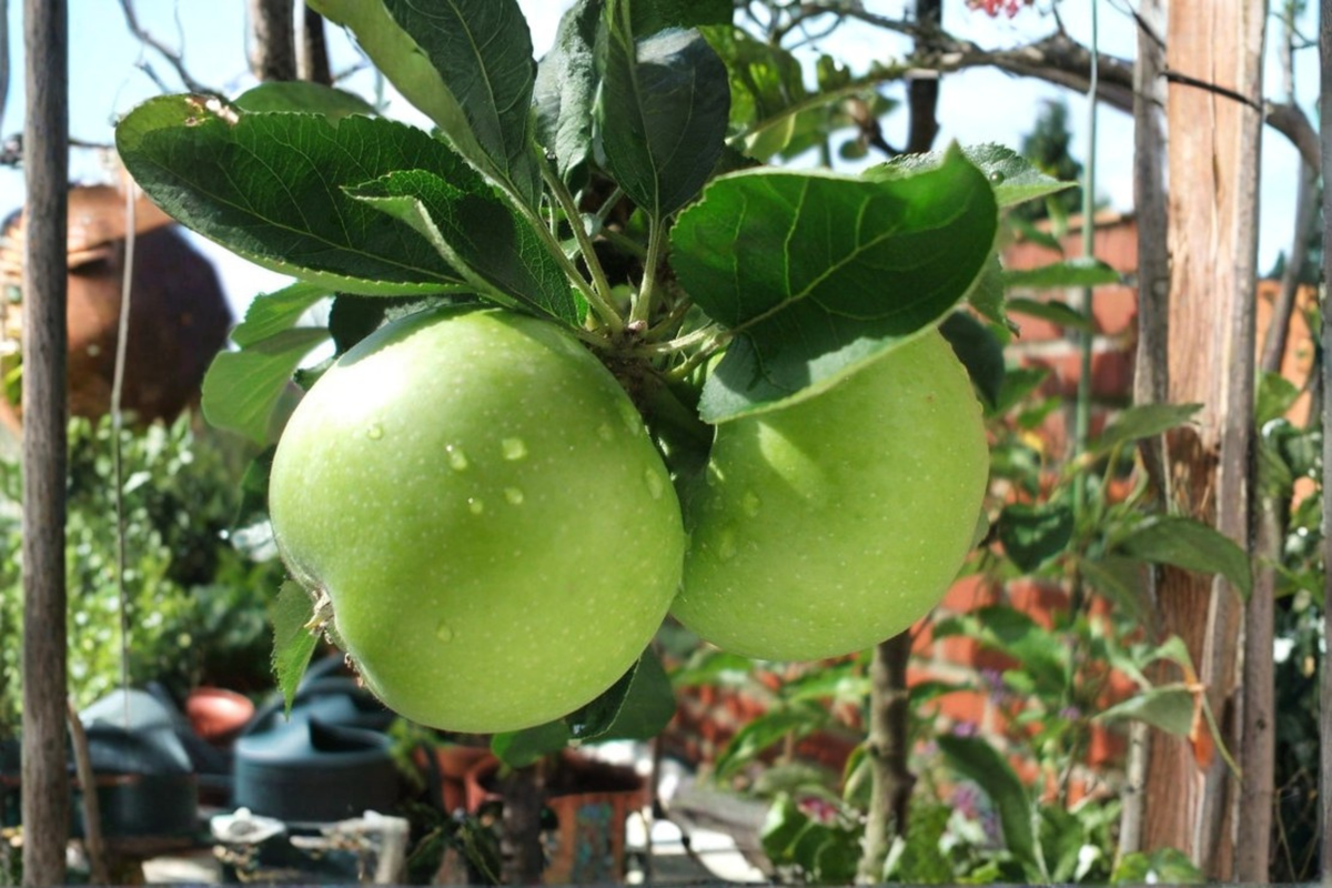 Dwarf Granny Smith Apple Tree Live Plant, Grafted Fruit Tree for Patio, Malus domestica 'Granny Smith', Compact Size