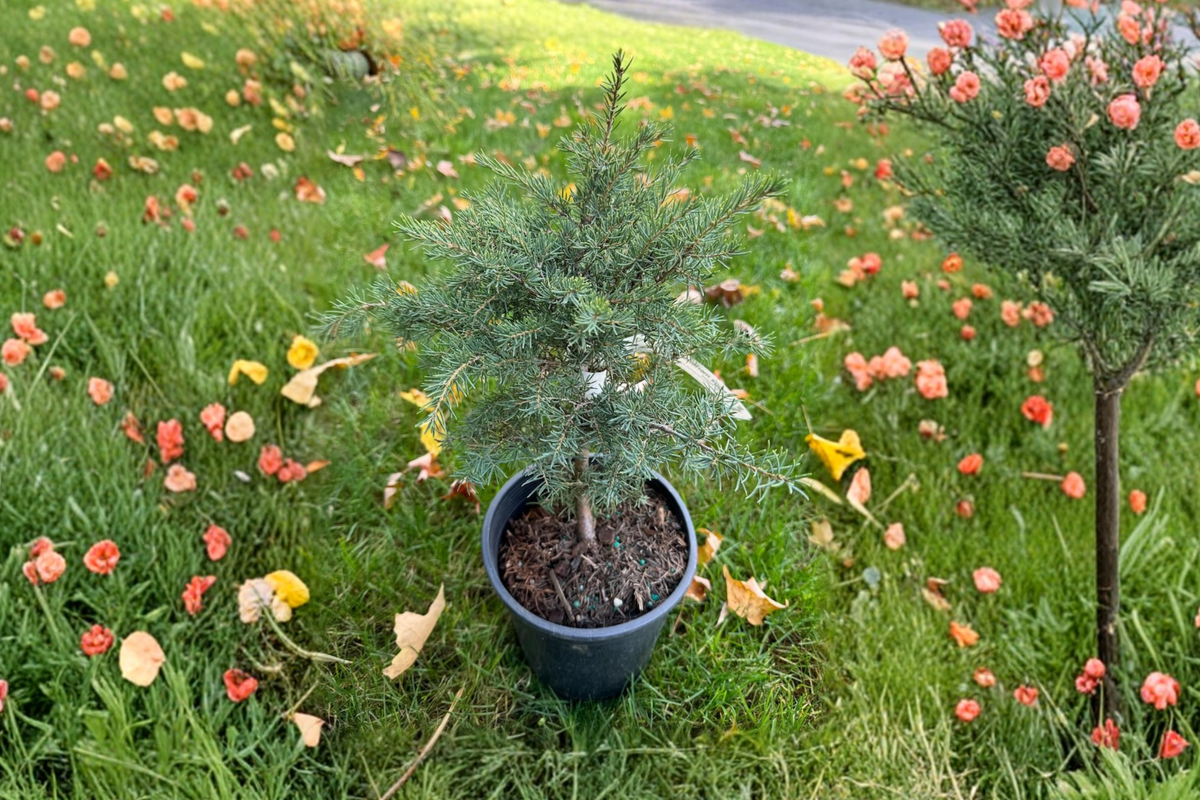 Mountain Hemlock Live Plant 12 Inch 1 Gallon Pot Evergreen Conifer Tsuga mertensiana Cold Hardy Landscape Tree