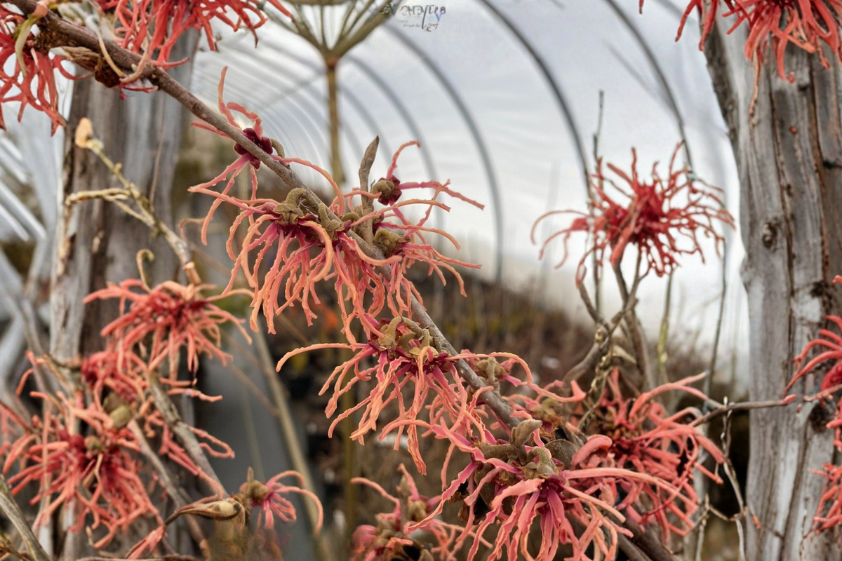 Spanish Spider Witch Hazel Live Plant 9 Inch Hamamelis × intermedia Red Winter Blooms Deciduous Ornamental Shrub