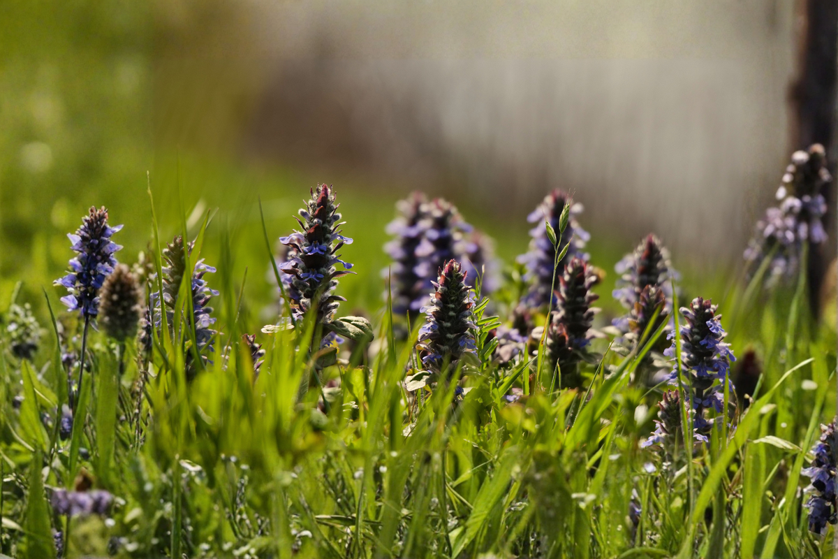 Catlins Giant Ajuga Live Plants 3 Rooted Starters in 1 Qt Pots, Blue Flowering Bugleweed Ground Cover, Ajuga reptans 'Catlin's Giant'