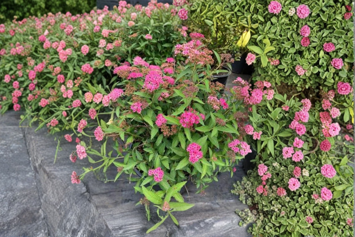 Neon Flash Spirea Live Plant 4 Inch Pot, Pink Flowering Shrub, Spiraea japonica ‘Neon Flash’, Compact Garden Border Plant