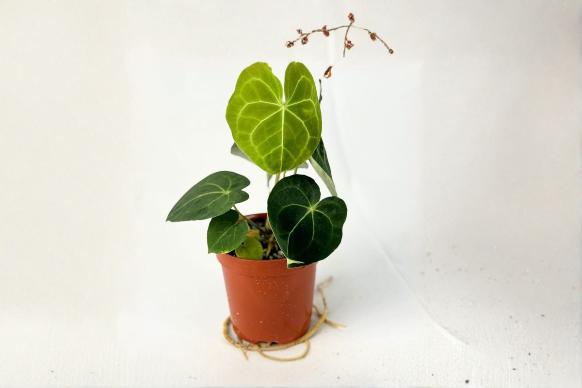 Anthurium Clarinervium Live Plant in 4 Inch Pot, Dark Green Velvet Leaves, Rare Indoor Houseplant, Tropical Decor