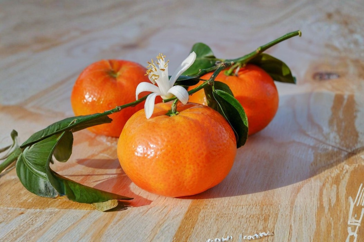 Grafted Owari Satsuma Mandarin Tree Live Plant - Semi-Dwarf Citrus Tree, Self Pollinating, Citrus unshiu 'Owari'