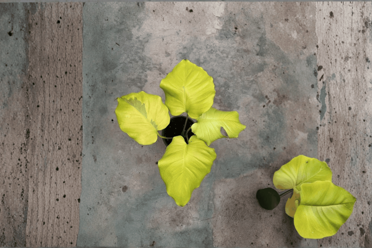 2 Monstera 'Voltage' Tissue Culture Plants - Creme Brulee Mutation - Monstera deliciosa 'Voltage' - Rare Aroid Starter Plants