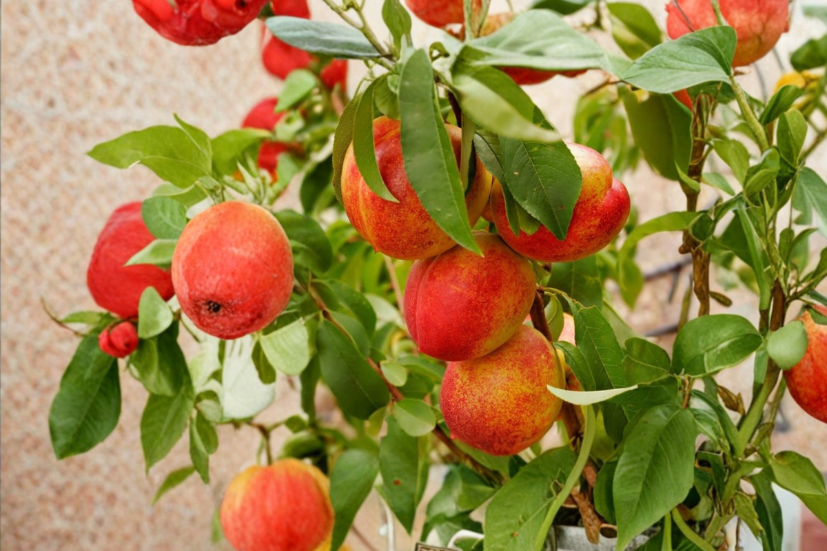 Garden State Nectarine Tree Live Plant 4-6 Ft Sweet Nectarine (Prunus persica) for Garden or Orchard Outdoor Plant