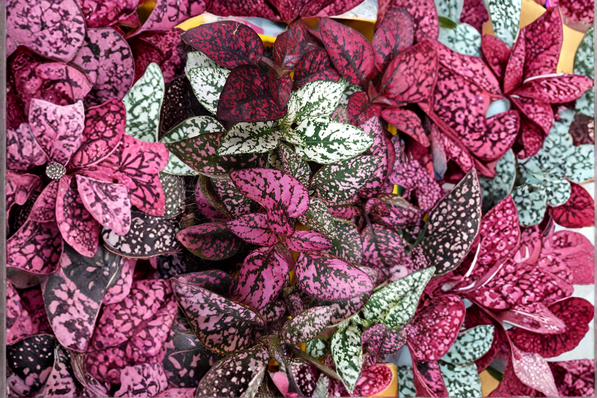 Hypoestes Splash Color Live Plants 4-Pack - Polka Dot Plant - Hypoestes phyllostachya - 2.5-Inch Pots - Colorful Foliage