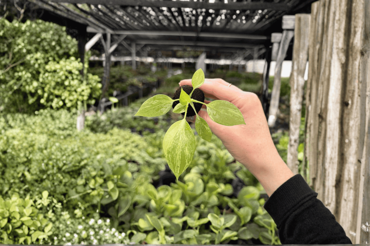 2 Philodendron Warscewiczii Variegated Starter Plants - Philodendron warszewiczii 'Variegata' - Rare Tropical Foliage