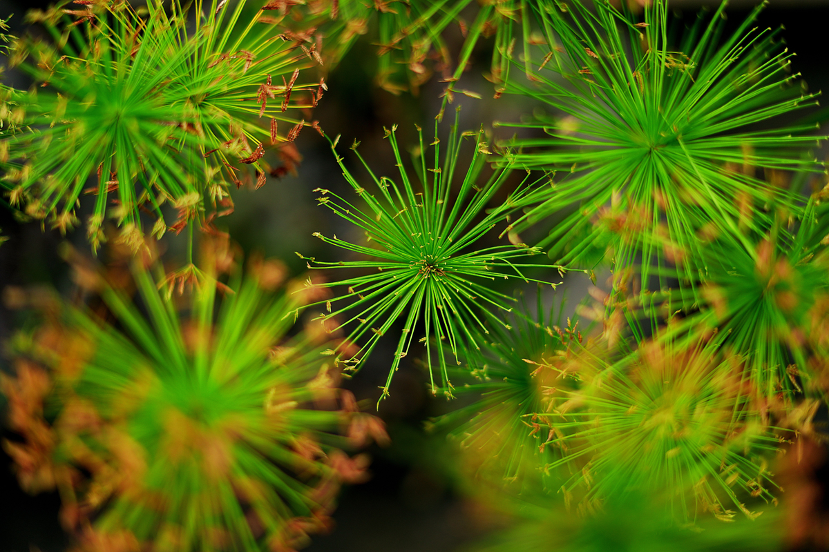 Dwarf Papyrus Aquatic Plant 15-25 Inch Cyperus haspan - Live Marginal Pond Plant with Umbrella Foliage for Water Gardens