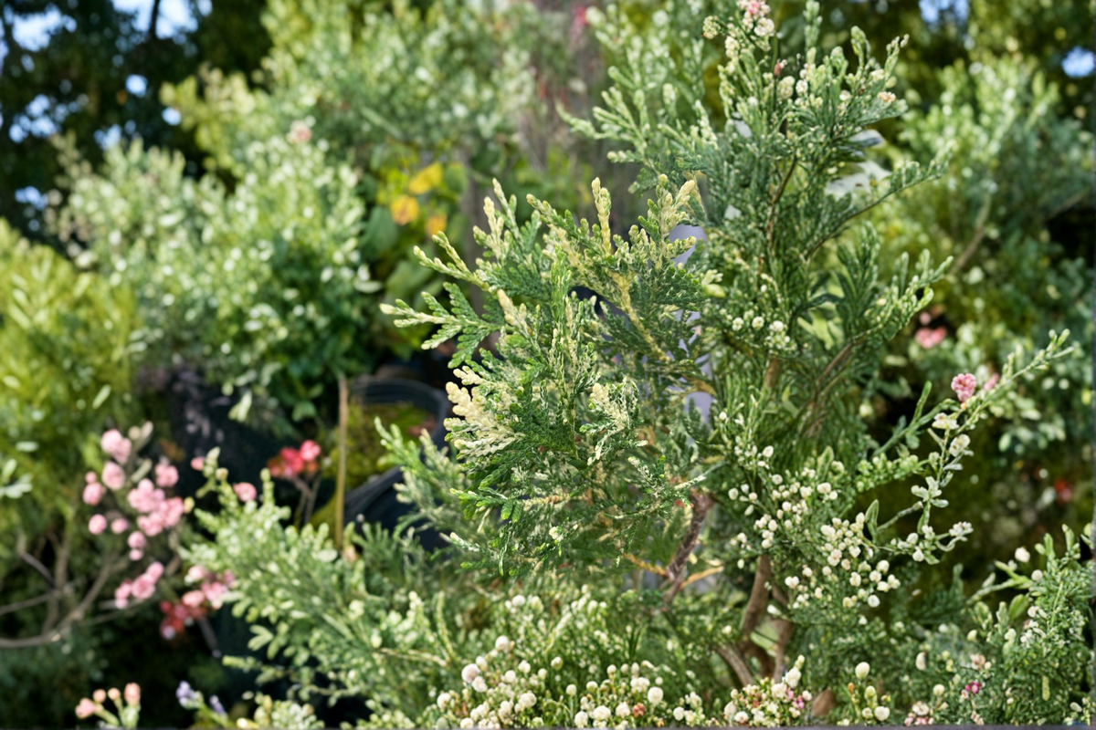 Wansdyke Silver Arborvitae 1 Gallon Live Plant, Variegated Evergreen Shrub, Thuja occidentalis 'Wansdyke Silver'