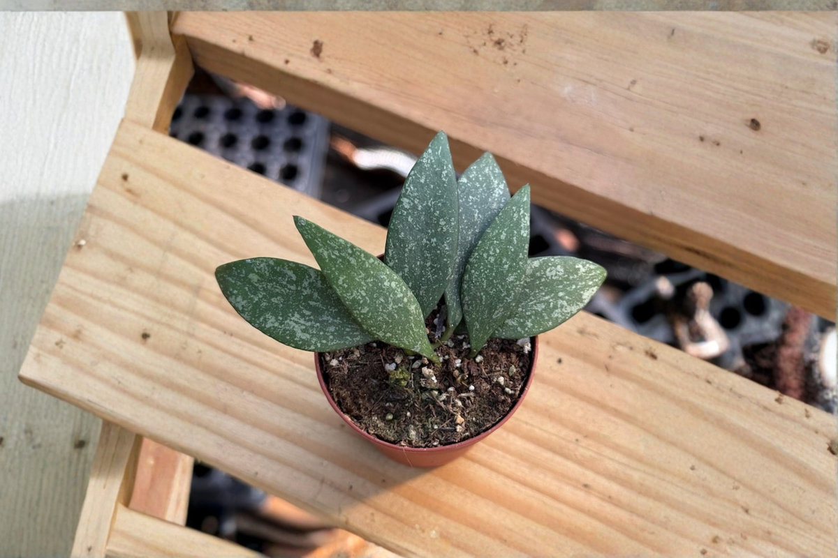 Hoya Parviflora Splash Live Plant - 2 Inch Variegated Hoya Starter Plant - Rare Houseplant (Hoya parviflora)