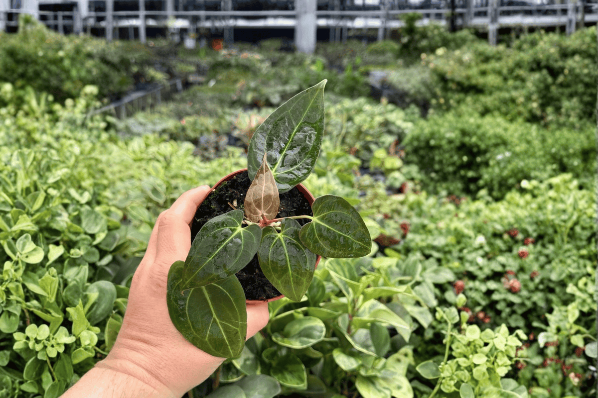 Anthurium Papi x Xone Live Plants - 4-Inch Pot - Tropical Ornamental Aroid - Anthurium Papi × Xone Hybrid - Set of 2