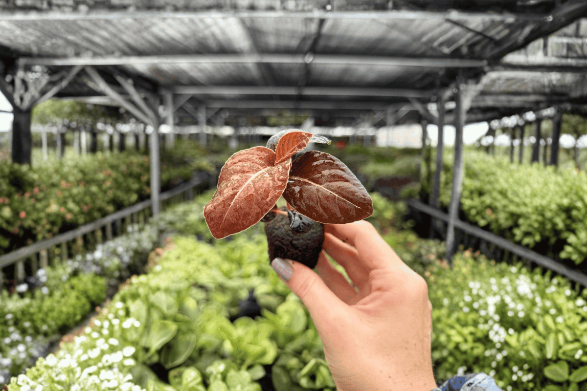 2 Live Ardisia Black Blood Starter Plants – Ardisia Hybrid – Tropical Foliage – Established Roots in Pots