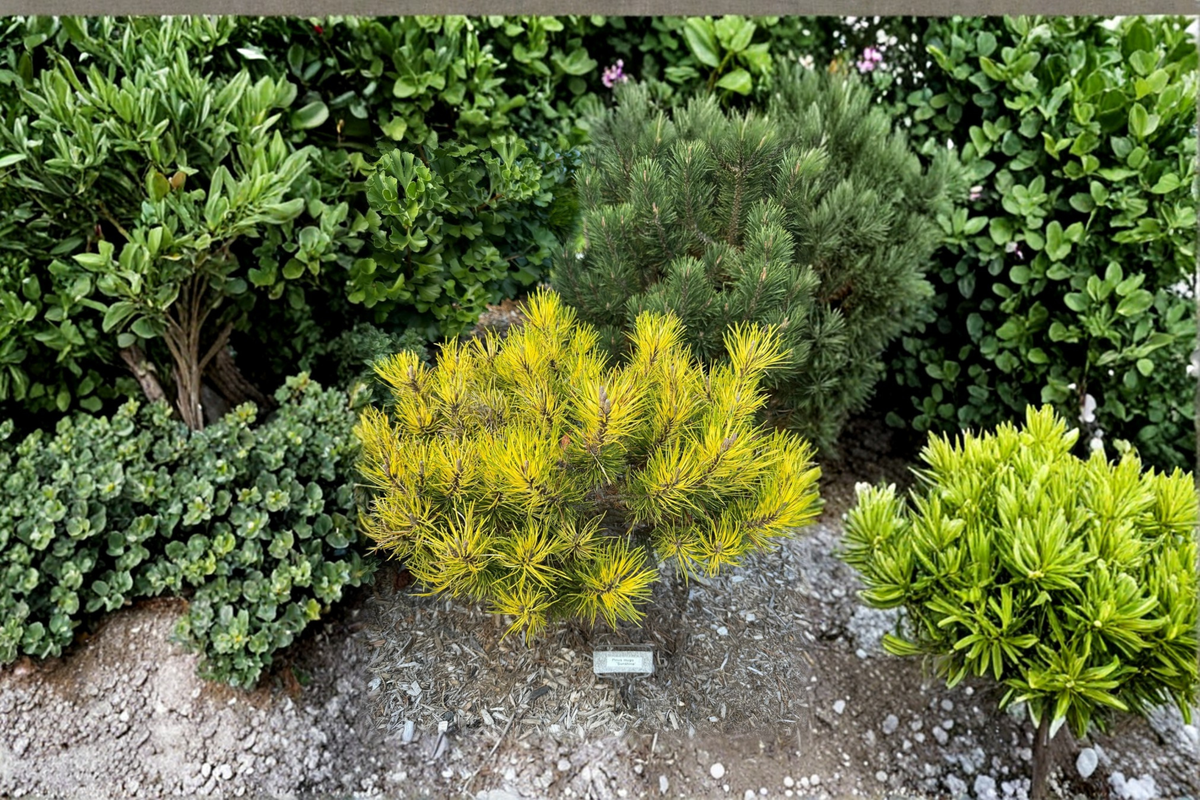 Mugo Pine Live Plant 10 Inch Dwarf Evergreen Sunshine Pinus mugo - Compact Yellow Green Needles for Garden & Container