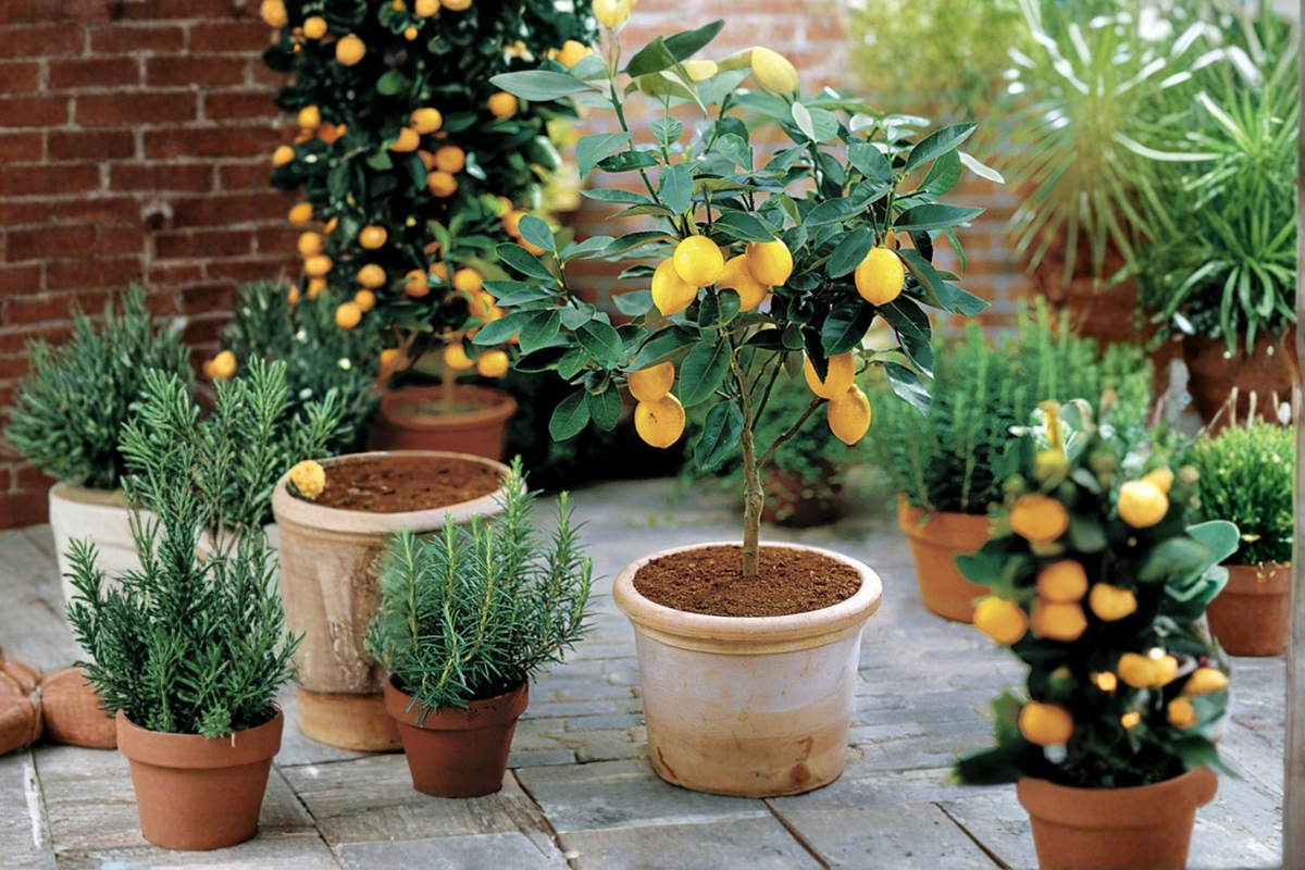 Improved Meyer Lemon Tree Grafted Live Plant - Self Pollinating Citrus Tree for Patios - Citrus × meyeri 'Improved'