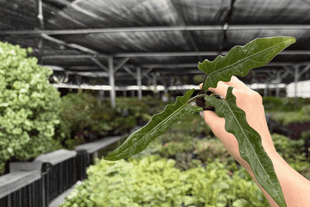 Alocasia Lauterbachiana Starter Plants - 2 Live Plug Plants - Alocasia lauterbachiana - Tropical Aroid with Wavy Leaves
