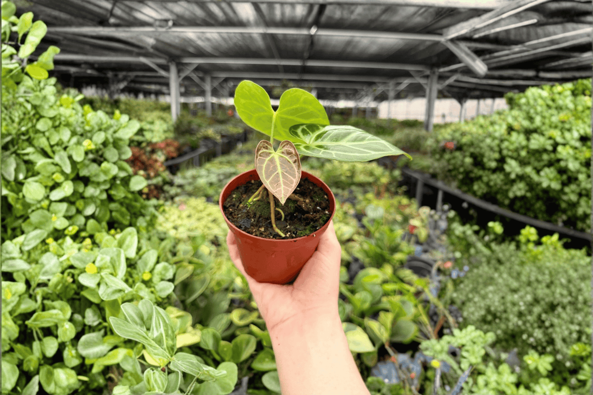 2 Live Anthurium Plants in 4-Inch Pots, Hybrid Anthurium hoffmannii × Hulk, Rare Tropical Foliage Houseplant