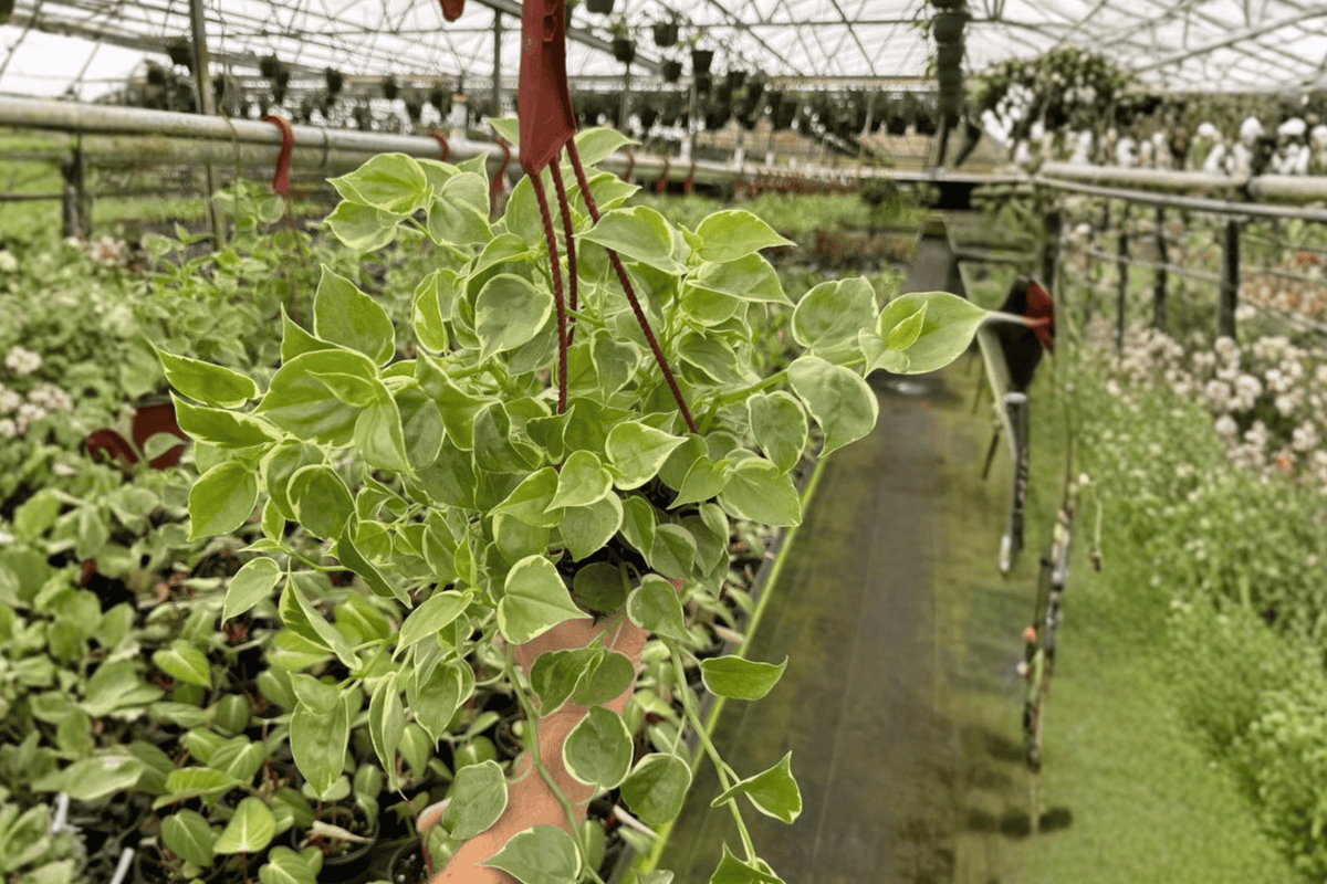 Peperomia Cupid Live Plants 6” Hanging Basket - Peperomia scandens - 2 Fully Established Rooted Tropical Foliage Plants